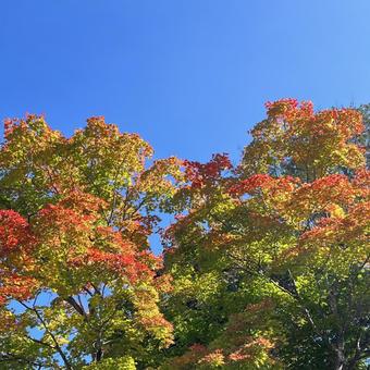秋!木々の紅葉始まる 秋!木々の紅葉始まる 秋,紅葉,木の写真素材