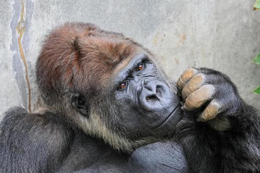 ニシゴリラ ニシゴリラ ニシゴリラ,ニシローランドゴリラ,アフリカの写真素材