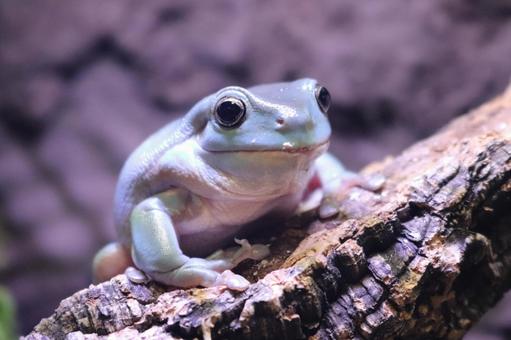 Photo, yea mega frog, a frog, frog, 