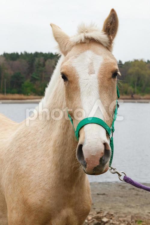 湖畔で振り向いた緑色の馬具を付けたカメラ目線の馬 馬,上半身,自然の写真素材