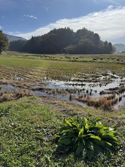 秋雨上がりの信州の田んぼの写真
