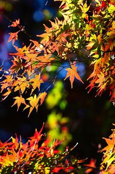 カラフルな紅葉 紅葉,秋,もみじの写真素材