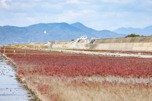 海の紅葉　シチメンソウ 紅葉,海岸,シチメンソウの写真素材