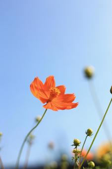 青空の下のキバナコスモス2 青空の下のキバナコスモス2 コスモス,キバナコスモス,キバナの写真素材