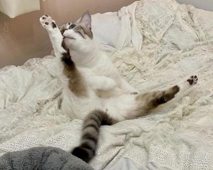 足を延ばして毛づくろいされるシャム系猫 猫,シャムトラ,毛づくろいの写真素材