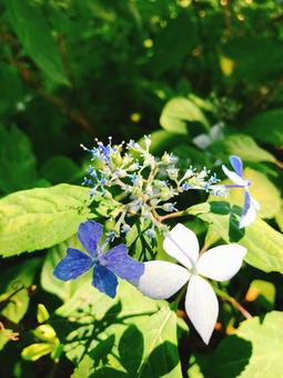 紫陽花 紫陽花の写真