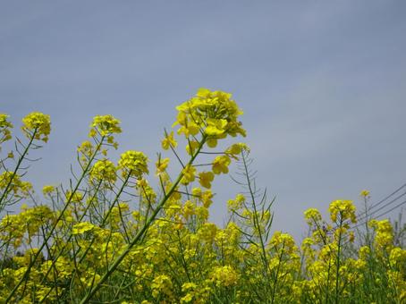 菜の花-7 菜の花-7の写真
