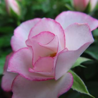 バラ（ミニバラ） バラ,ミニバラ,薔薇の写真素材