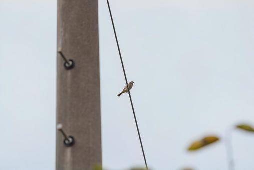 電線に止まって辺りを見回すスズメ 電線に止まって辺りを見回すスズメ スズメ,小鳥,野鳥の写真素材