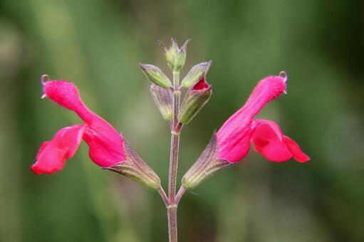 セージ　クローズアップ セージ,芳香,合弁花の写真素材