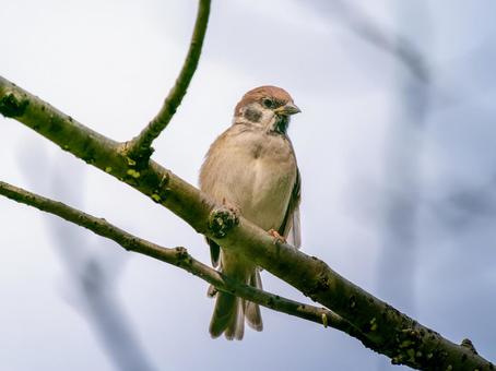 枝にとまるスズメ スズメ,雀,鳥の写真素材