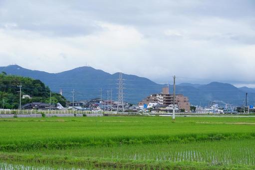 水田の風景 水田の風景 稲,風景,景色の写真素材