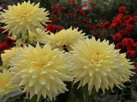 幸せの色、黄色のダリア 幸せの色、黄色のダリア ダリア,花,秋の写真素材