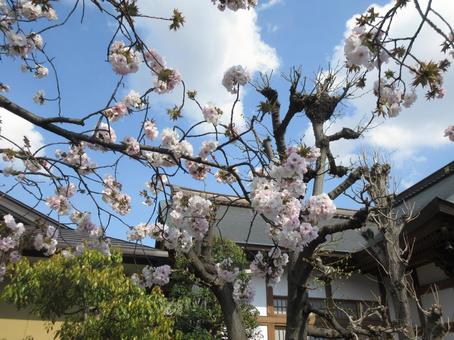 お花見　桜の写真