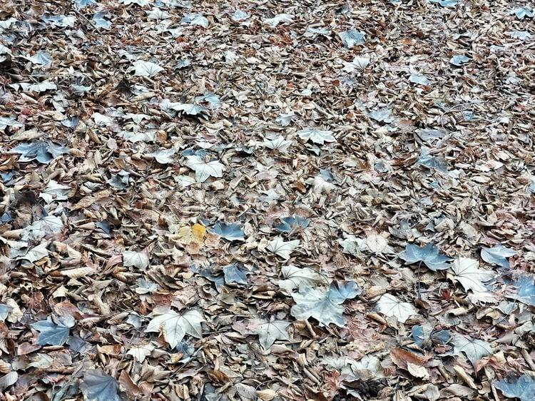 枯れ葉の落ち葉たち 落ち葉,枯れ葉,葉の写真素材