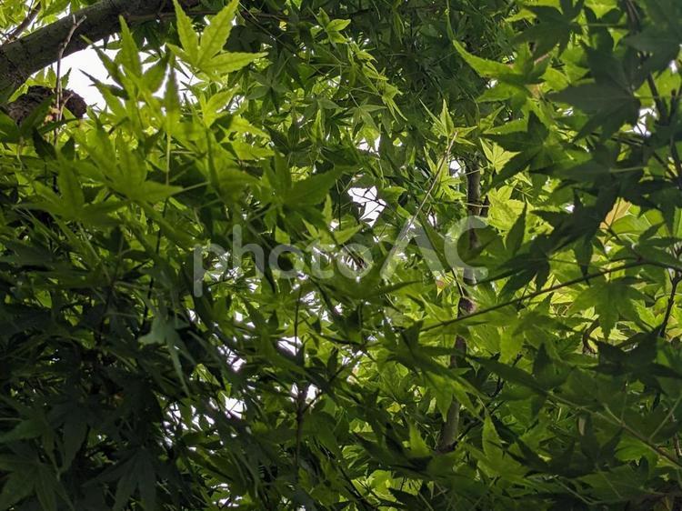 春の木漏れ日 自然,風景,春の写真素材