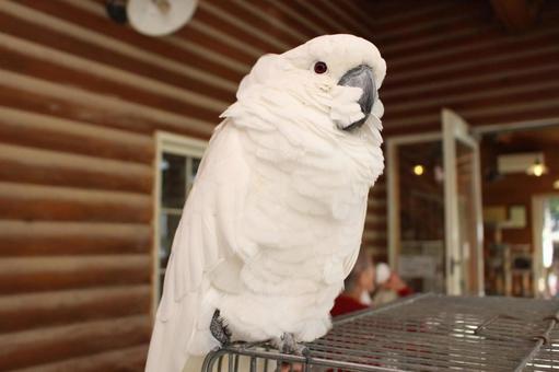 凛々しいキバタン 凛々しいキバタン 鳥,動物,生き物の写真素材