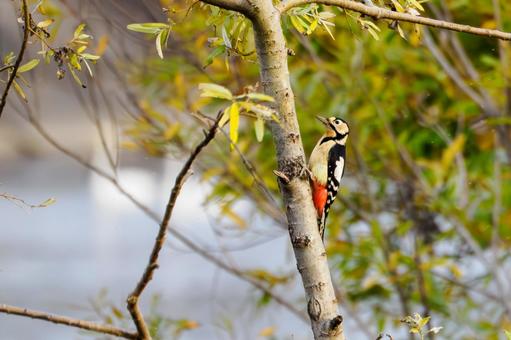 アカゲラ⑹ 鳥,アカゲラ,キツツキの写真素材