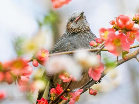ボケの花とヒヨドリ ボケの花とヒヨドリの写真