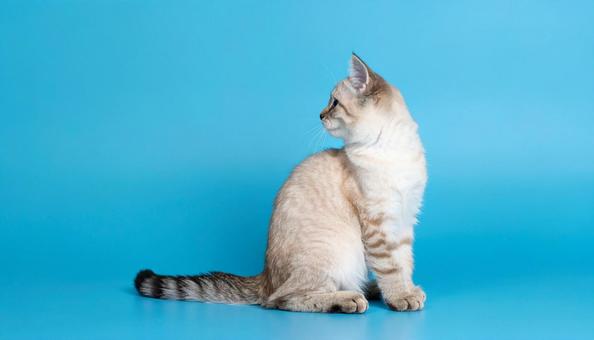 横を向く子猫のポートレート 横を向く子猫のポートレートの写真