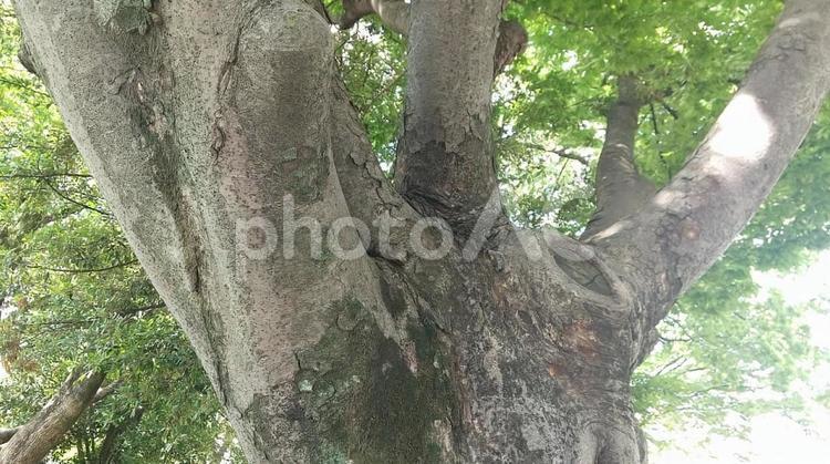 枝分かれ 木,枝分かれ,枝葉の写真素材