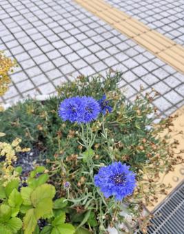 花壇のヤグルマギク 花壇のヤグルマギクの写真