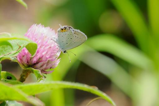 Photo, butterfly, short-tailed blue, insect, 