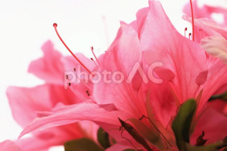 つつじ 花,ツツジ,つつじの写真素材