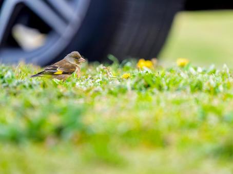 地面を歩くカワラヒワ・コピースペースの写真