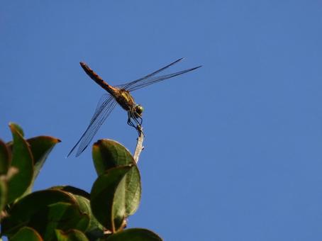 アキアカネ アキアカネの写真
