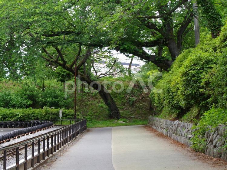 小田原城、天守閣裏の風景 小田原城,天守閣裏,森林の写真素材