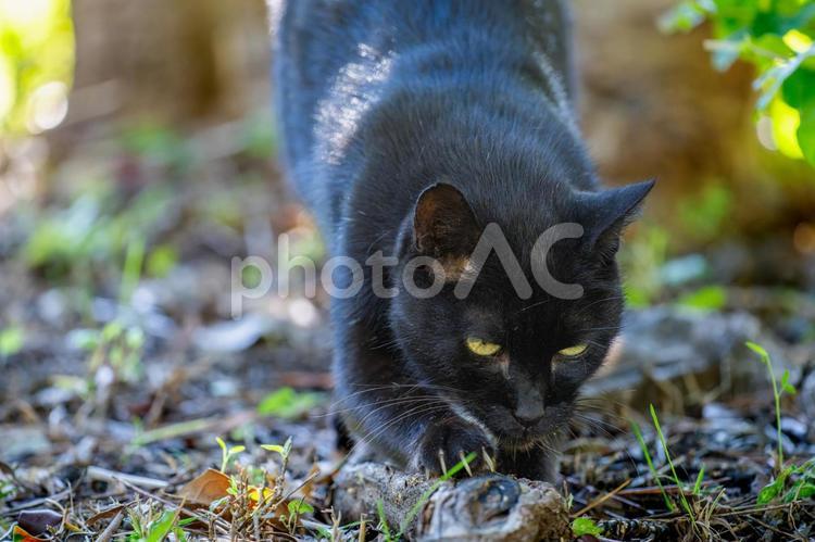 爪研ぎする野良猫 猫,ネコ,ねこの写真素材