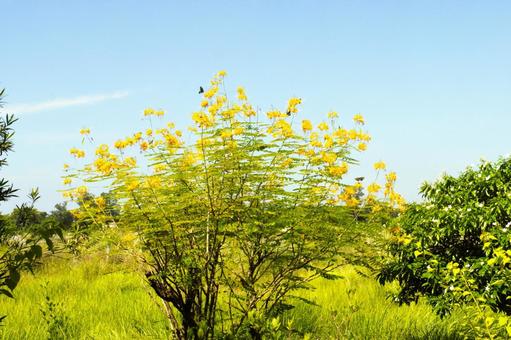 オウコチョウ ルンビニ 5 オウコチョウ ルンビニ 5 オウコチョウ,ポインシアナ,花の写真素材