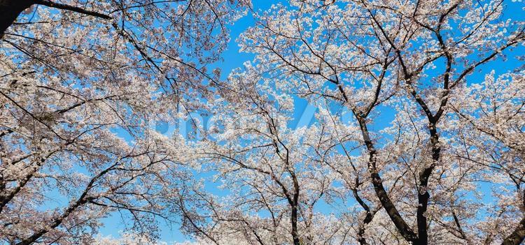 さくらを見上げて 春,花,さくらの写真素材