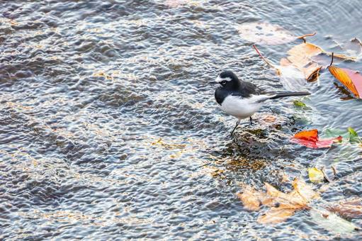 セグロセキレイ⑵ 鳥,セグロセキレイ,野鳥の写真素材