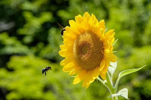 夏の日差しを浴びるひまわりとクマバチ 向日葵,花,花びらの写真素材