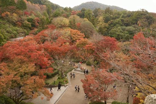 紅葉 紅葉の写真