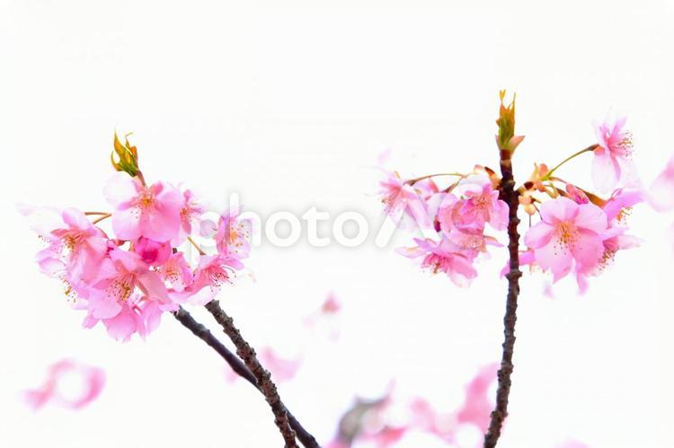 きれいで可愛い　ピンク色の河津桜 河津桜,桜,花の写真素材