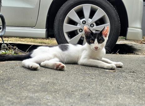 ウシさん柄の野良子猫 ウシさん柄の野良子猫 猫,子猫,白黒の写真素材