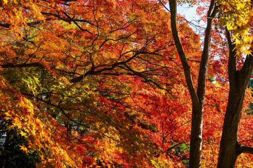 もみじ公園の秋(31) 秋,紅葉,モミジの写真素材