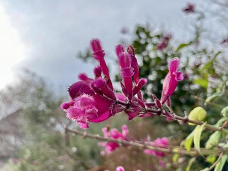 濃いピンク色の花と空 濃いピンク色の花と空の写真
