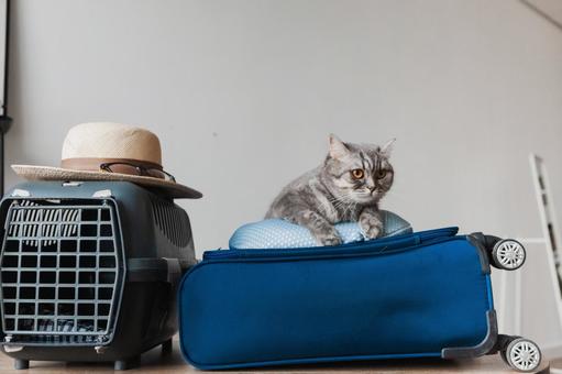 ゲージと帽子とキャリーバッグの上にネックピローがあってその上に猫 ゲージと帽子とキャリーバッグの上にネックピローがあってその上に猫の写真