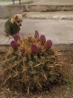 メキシコのチワワとサボテン メキシコのチワワとサボテンの写真
