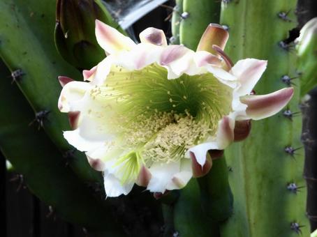 Photo, plant, flower, river side, 