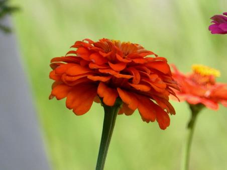 [Flower photo] Zinnia elegans, JPG