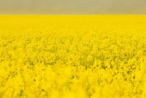 朝霧の菜の花畑 菜の花,菜の花畑,早朝の写真素材