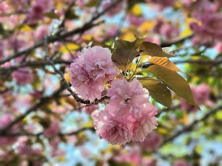 ピンクの美しい花びら ピンクの美しい花びら 花びら,ピンク,桃色の写真素材