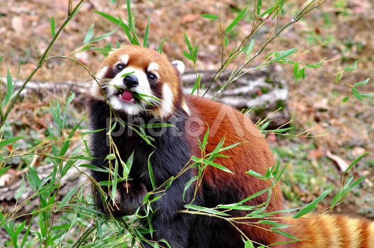 立ち上がって笹を食べるレッサーパンダ③ レッサーパンダ,動物,かわいいの写真素材