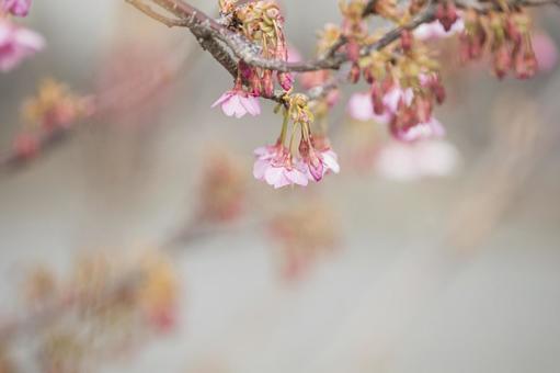 Toi cherry blossoms in full bloom, JPG Toi cherry blossoms in full bloom, JPG