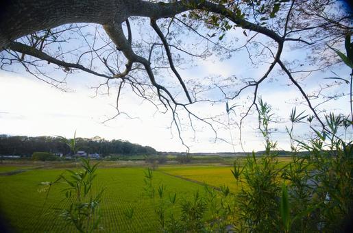 田舎 田舎 佐倉,千葉,田舎の写真素材